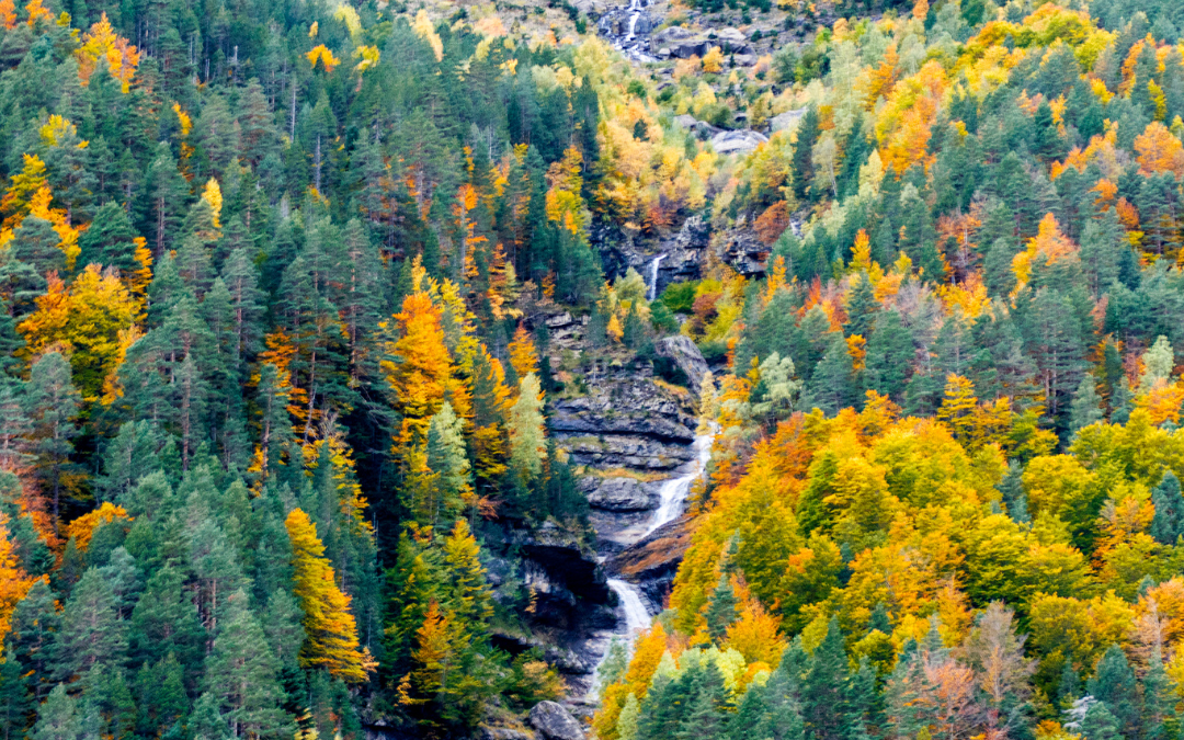 Dos bosques aragoneses, entre los más asombrosos para descubrir este otoño