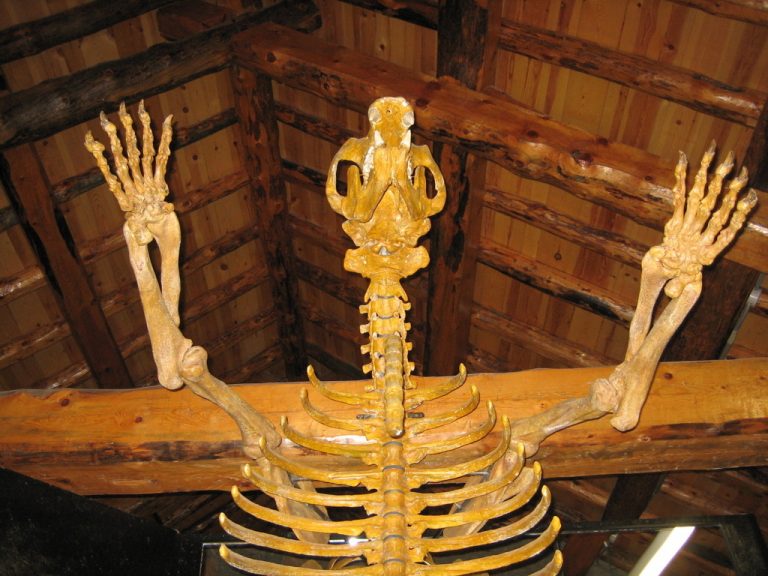museo del oso de tella