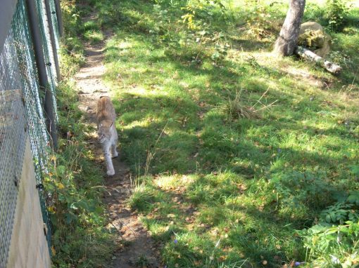 Lince en el parque de fauna Aran Park, Bossòst, Val d’Aran