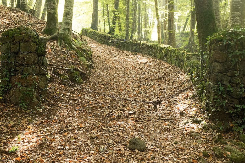 Bosque de hayas de la Fageda d’en Jordà, Garrotxa, Girona