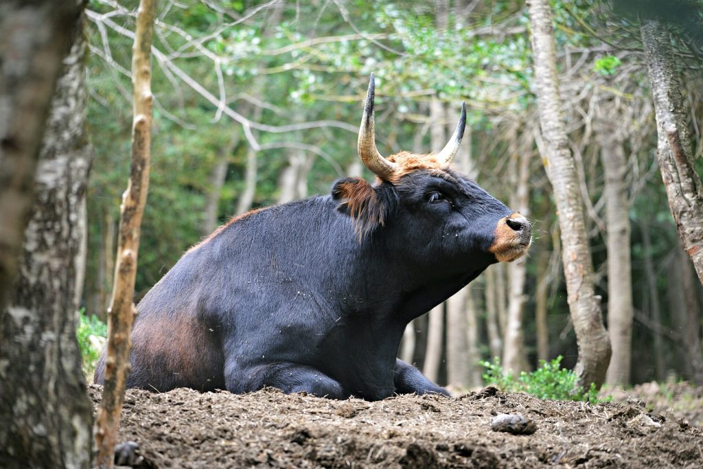 Bovino de Heck fotografiado en el Parque Faunístico Lacuniacha, Valle de Tena, 2022