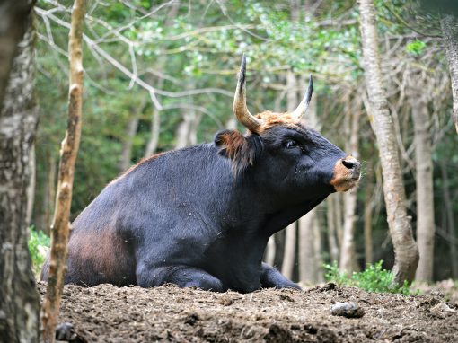 Bovino de Heck fotografiado en el Parque Faunístico Lacuniacha, Valle de Tena, 2022