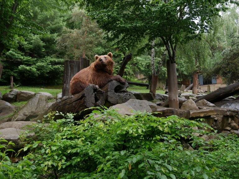 Parc Animalier des Pyrénées