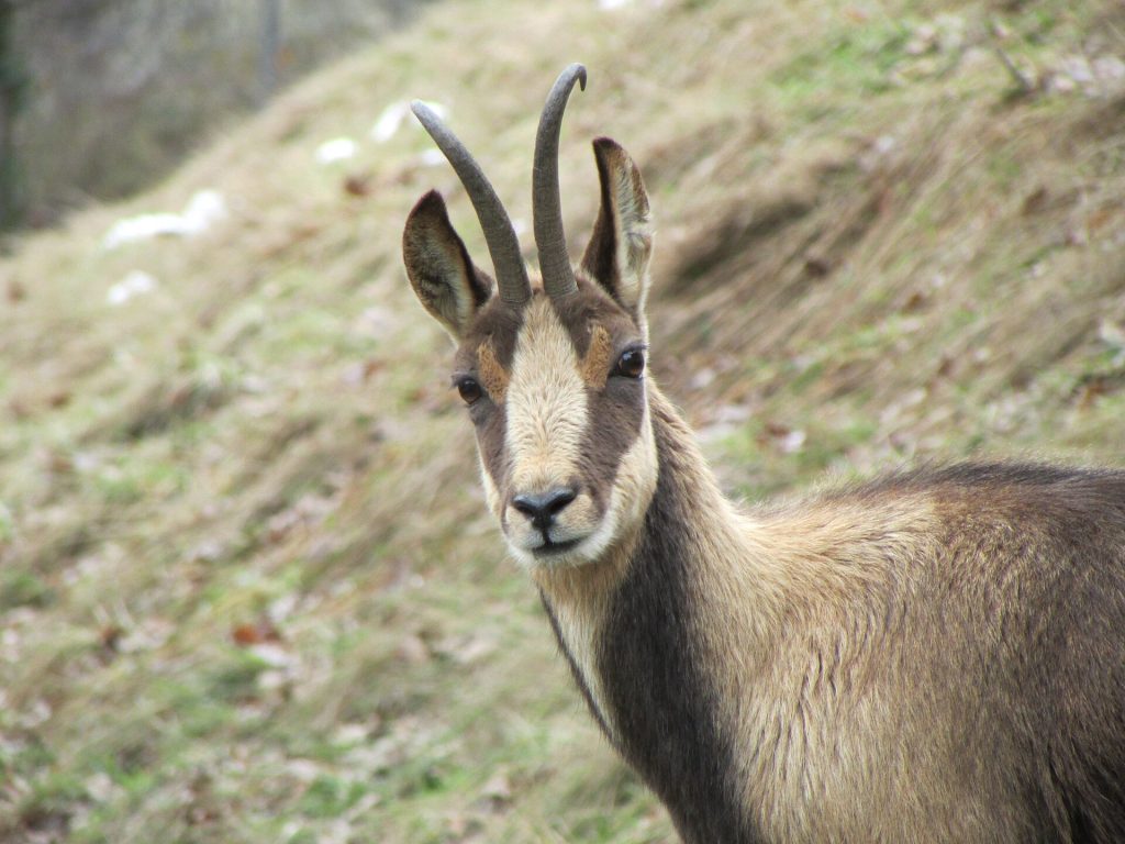 Sarrio en el espacio animalier Parc'Ours de Borce (Pirineos franceses)
