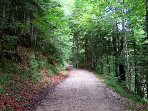 Camino forestal entre hayas y árboles de la Selva de Irati en Navarra