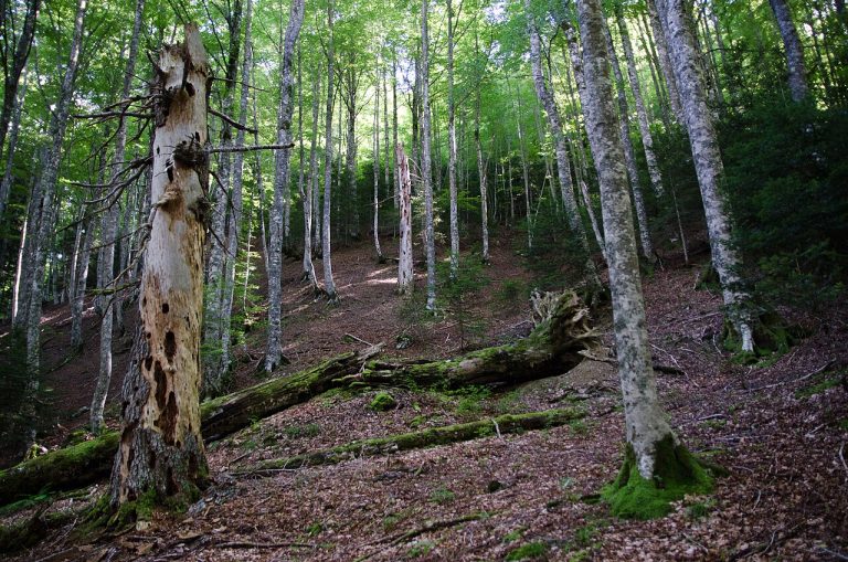 Pirineos Pirineo Reserva Integral de Aztaparreta (Larra-Belagua) 4 Interior del hayedo-abetal de la Reserva Integral de Aztaparreta, Larra-Belagua, Navarra
