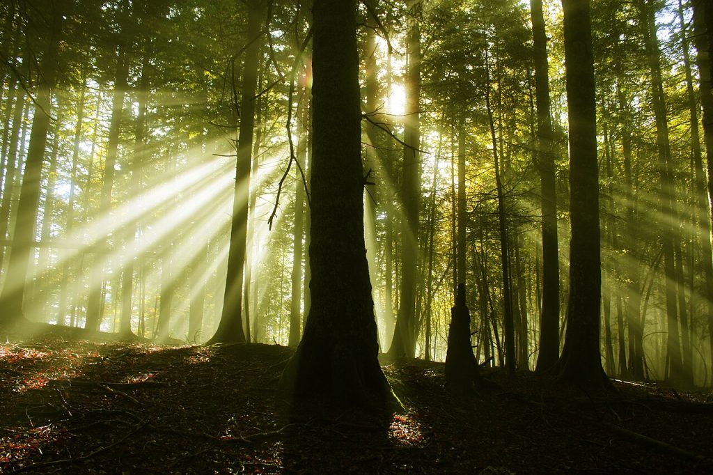 Hayedo protegido de la Reserva Integral de Lizardoia, Selva de Irati, Navarra