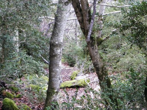 Bosque de la Selva de Oza en el Parque Natural de los Valles Occidentales, valle de Hecho (Huesca)