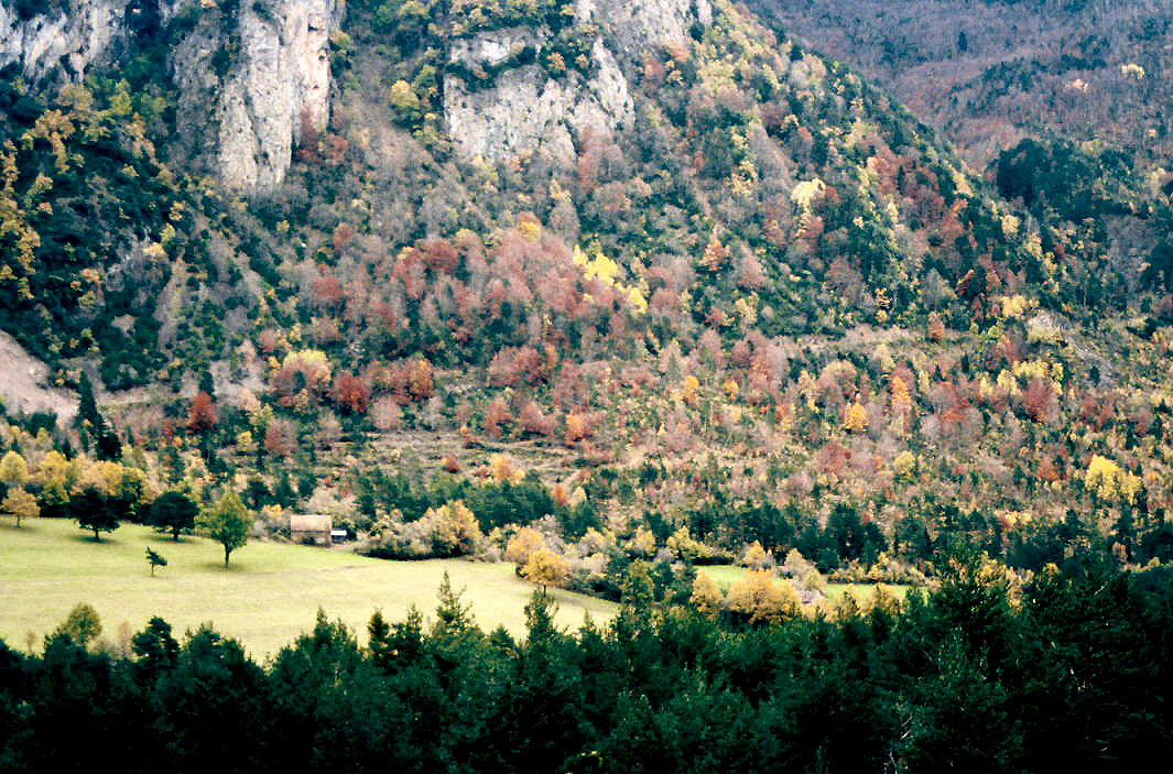 Bosque de montaña en el valle de Hecho, Parque Natural de los Valles Occidentales