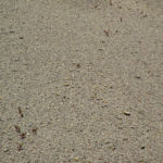 Pirineos Pirineo Ibón de Plan - Basa La Mora 25 Pirineo Pirineos Ordesa Sobrarbe Pirineos.com - Infopirineo