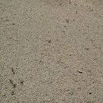 Pirineos Pirineo Ibón de Plan - Basa La Mora 25 Pirineo Pirineos Ordesa Sobrarbe Pirineos.com - Infopirineo