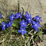 Pirineos Pirineo Ibón de Plan - Basa La Mora 21 Pirineo Pirineos Ordesa Sobrarbe Pirineos.com - Infopirineo