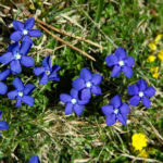 Pirineos Pirineo Ibón de Plan - Basa La Mora 20 Pirineo Pirineos Ordesa Sobrarbe Pirineos.com - Infopirineo