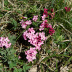 Pirineos Pirineo Ibón de Plan - Basa La Mora 16 Pirineo Pirineos Ordesa Sobrarbe Pirineos.com - Infopirineo