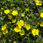 Pirineos Pirineo Ibón de Plan - Basa La Mora 15 Pirineo Pirineos Ordesa Sobrarbe Pirineos.com - Infopirineo