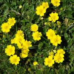 Pirineos Pirineo Ibón de Plan - Basa La Mora 13 Pirineo Pirineos Ordesa Sobrarbe Pirineos.com - Infopirineo