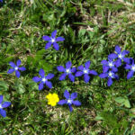 Pirineos Pirineo Ibón de Plan - Basa La Mora 11 Pirineo Pirineos Ordesa Sobrarbe Pirineos.com - Infopirineo