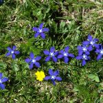 Pirineos Pirineo Ibón de Plan - Basa La Mora 11 Pirineo Pirineos Ordesa Sobrarbe Pirineos.com - Infopirineo