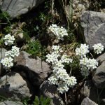 Pirineos Pirineo Ibón de Plan - Basa La Mora 5 Pirineo Pirineos Ordesa Sobrarbe Pirineos.com - Infopirineo