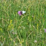 Pirineos Pirineo Parque Natural Posets-Maladeta 9 Pirineo Pirineos Ordesa Sobrarbe Pirineos.com - Infopirineo