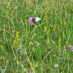 Pirineos Pirineo Parque Natural Posets-Maladeta 9 Pirineo Pirineos Ordesa Sobrarbe Pirineos.com - Infopirineo