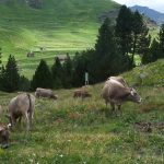 Pirineos Pirineo Parque Natural Posets-Maladeta 10 Pirineo Pirineos Ordesa Sobrarbe Pirineos.com - Infopirineo