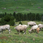 Pirineos Pirineo Parque Natural Posets-Maladeta 12 Pirineo Pirineos Ordesa Sobrarbe Pirineos.com - Infopirineo