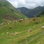 Pirineos Pirineo Parque Natural Posets-Maladeta 13 Pirineo Pirineos Ordesa Sobrarbe Pirineos.com - Infopirineo