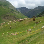 Pirineos Pirineo Parque Natural Posets-Maladeta 13 Pirineo Pirineos Ordesa Sobrarbe Pirineos.com - Infopirineo