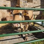 Los Premios Cruz de Sobrarbe feria trufa ferieta ainsa Los Premios Cruz de Sobrarbe feria trufa ferieta ainsa