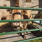 Los Premios Cruz de Sobrarbe feria trufa ferieta ainsa Los Premios Cruz de Sobrarbe feria trufa ferieta ainsa