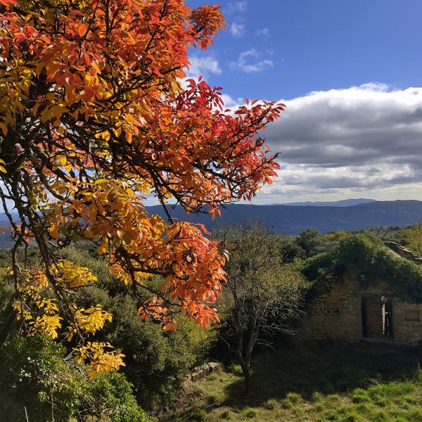 Pirineos Pirineo Tercer aniversario de la Carrasca de Lecina como Árbol Europeo 2 Pirineos Pirineo