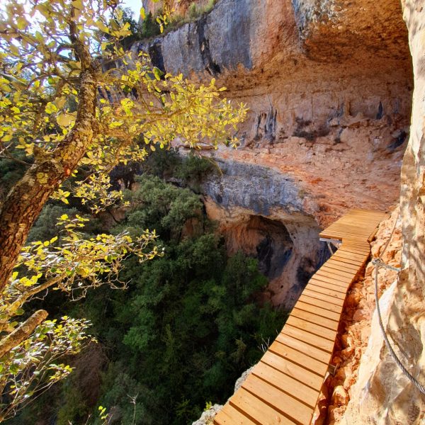 Pirineos Pirineo Tercer aniversario de la Carrasca de Lecina como Árbol Europeo 6 Pirineos Pirineo